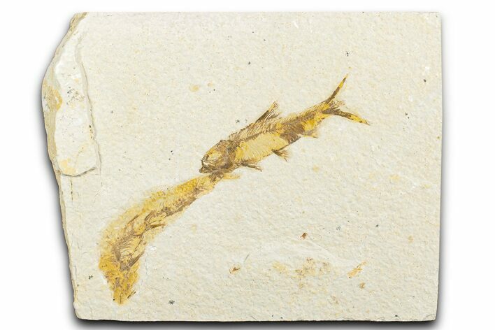 Limestone with Two Fossil Fish (Knightia) - Wyoming #346952